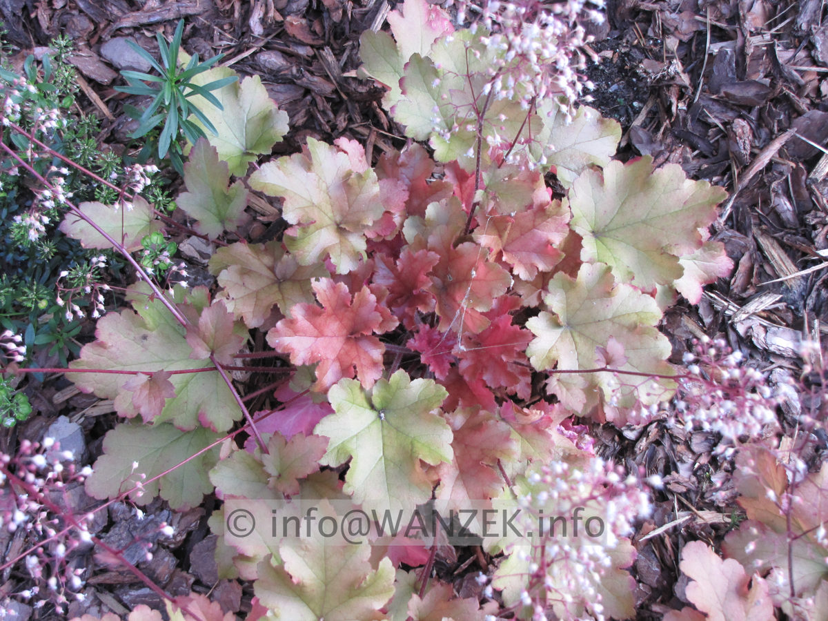 Heuchera Hybride Caramel 3.JPG